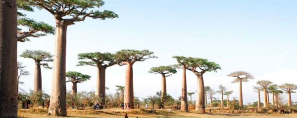 voyage à Madagascar